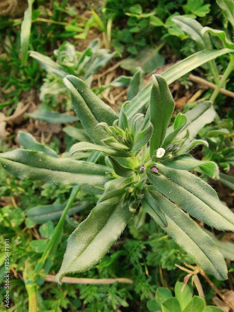 Obraz premium Corn gromwell, bastard alkanet, Field Gromwell or Buglossoides arvensis
