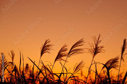 早朝または夕方のススキの草原のシルエット