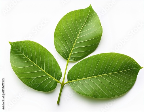common walnut leaves juglans regia isolated on white background