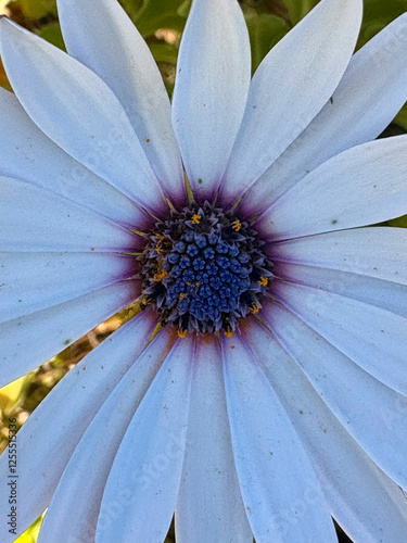 Flor en primer plano