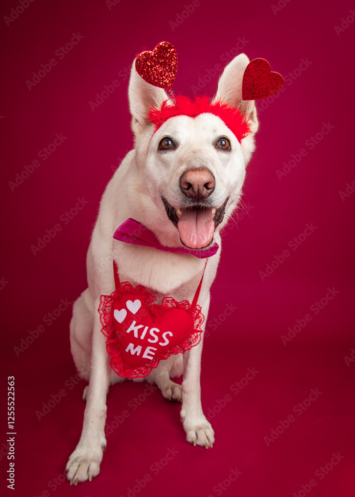 Portrait of a white german shepherd wearing a kiss me heart and headband with hearts Portrait of a white german shepherd wearing a kiss me heart and headband with hearts