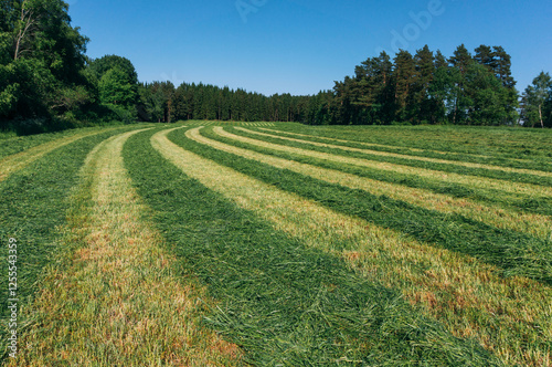 Fototapeta Naklejka Na Ścianę i Meble -  Cut grass in summer