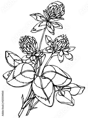 vector drawing of a flower