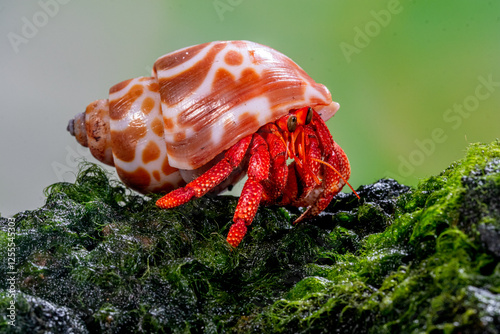 Close-up side view of a Hermit crab on a moss covered rock, Indonesia photo