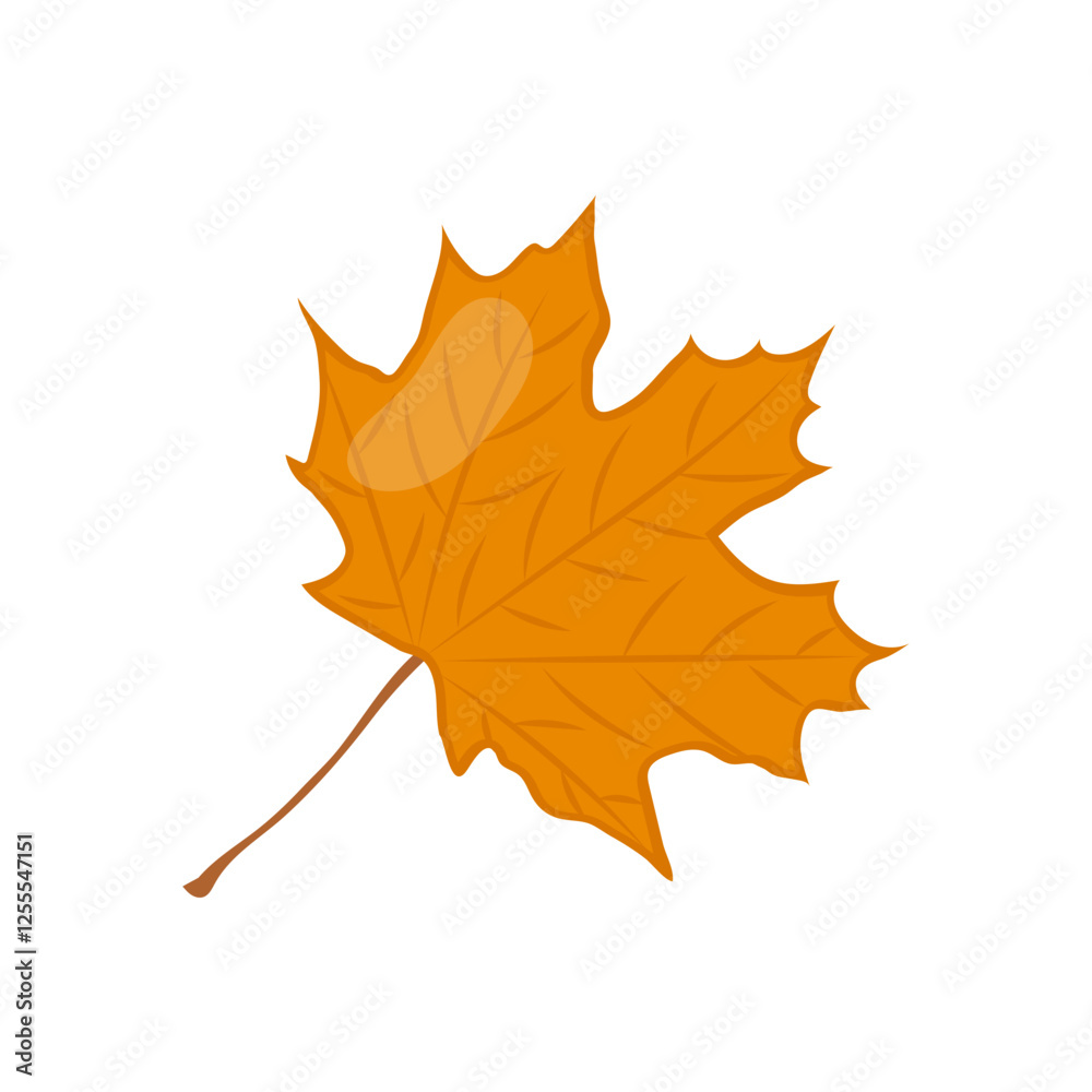 Obraz premium Maple Leaf , Autumn Isolated Vector Illustration