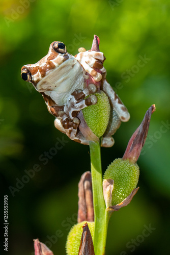 Close-up of an Amazon milk frog (Trachycephalus resinifictrix) on a flower bud, Indonesia photo