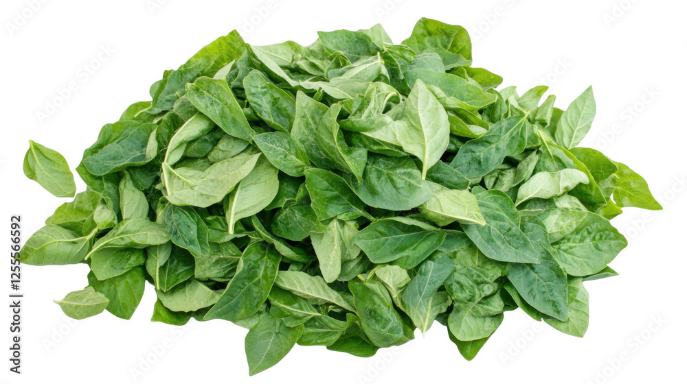 Pile of fresh basil leaves isolated on white background Pile of fresh basil leaves isolated on white background