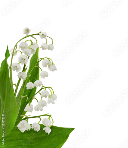 Lily of the valley flowers in a spring corner arrangement isolated on white or transparent background
