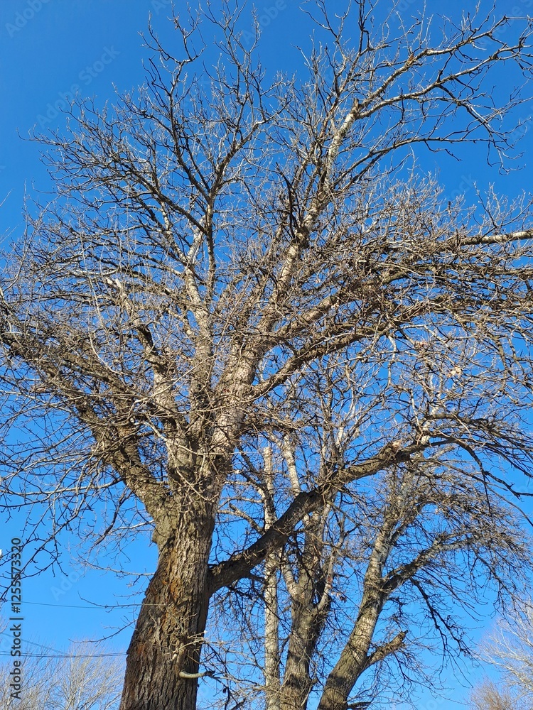 tree and sky tree and sky