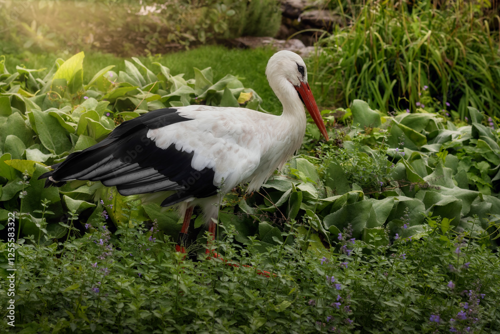 Fototapeta premium White stork walking among plants