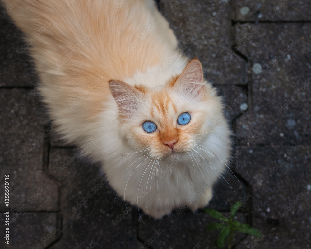 Fototapeta premium Fluffy cat looking up with big blue eyes