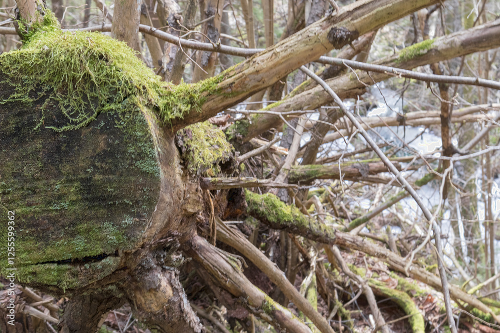 a dead tree in a wooded environment that has many branches and is covered with moss.
a dead tree in a wooded environment that has many branches and is covered with moss.