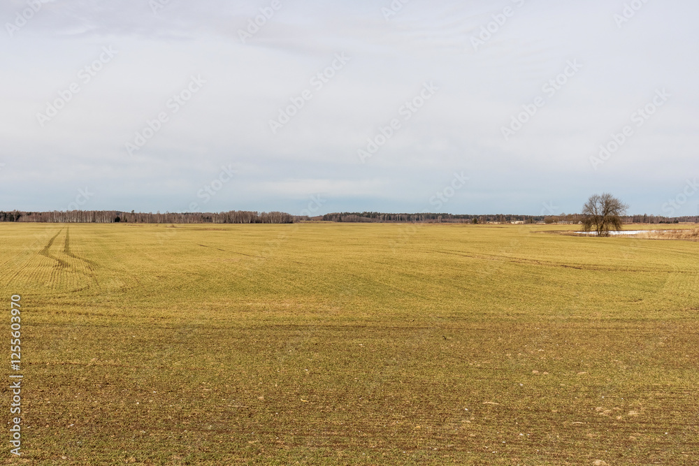 Fototapeta premium a wide field of grass with car tire tracks stretching into the distance into the forest.