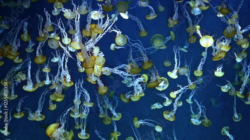 パシフィックシーネットル　群泳　水族館　4K
