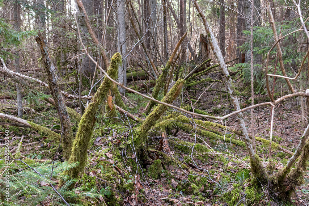 a forest with many trees that are partly dead and partly green, with a clear sky in the background.
a forest with many trees that are partly dead and partly green, with a clear sky in the background.
