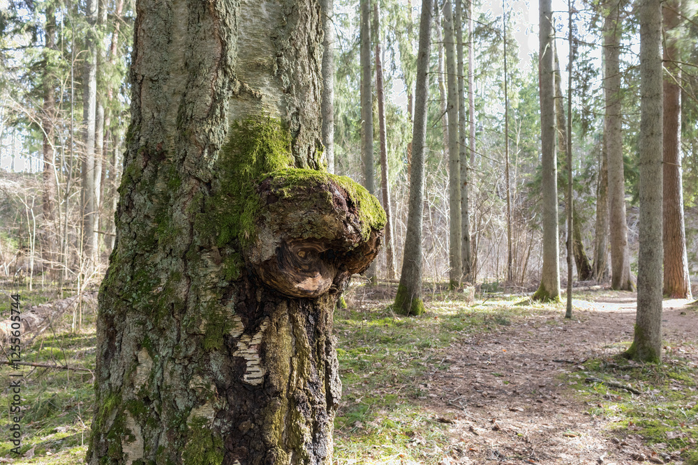 showing a tree with a large fungus on its trunk in a wooded setting.
showing a tree with a large fungus on its trunk in a wooded setting.