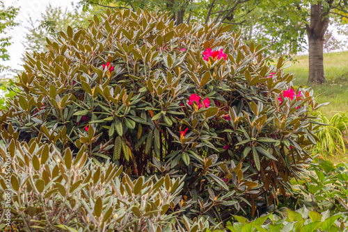 Arboretum Wojsławice Ogród Botaniczny Uniwersytetu Wrocławskiego – ogród botaniczny na terenie Niemczy w woj. dolnośląskim. W 1988 roku włączony w struktury Ogrodu Botanicznego . photo