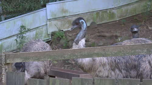 エミュー　動物園　4K