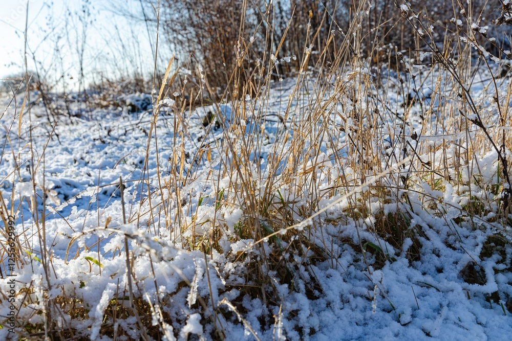 Frost-Covered Dry Grass in Winter Sunshine Frost-Covered Dry Grass in Winter Sunshine