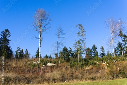 Birken und Mischwald im Spätherbst und Winter photo