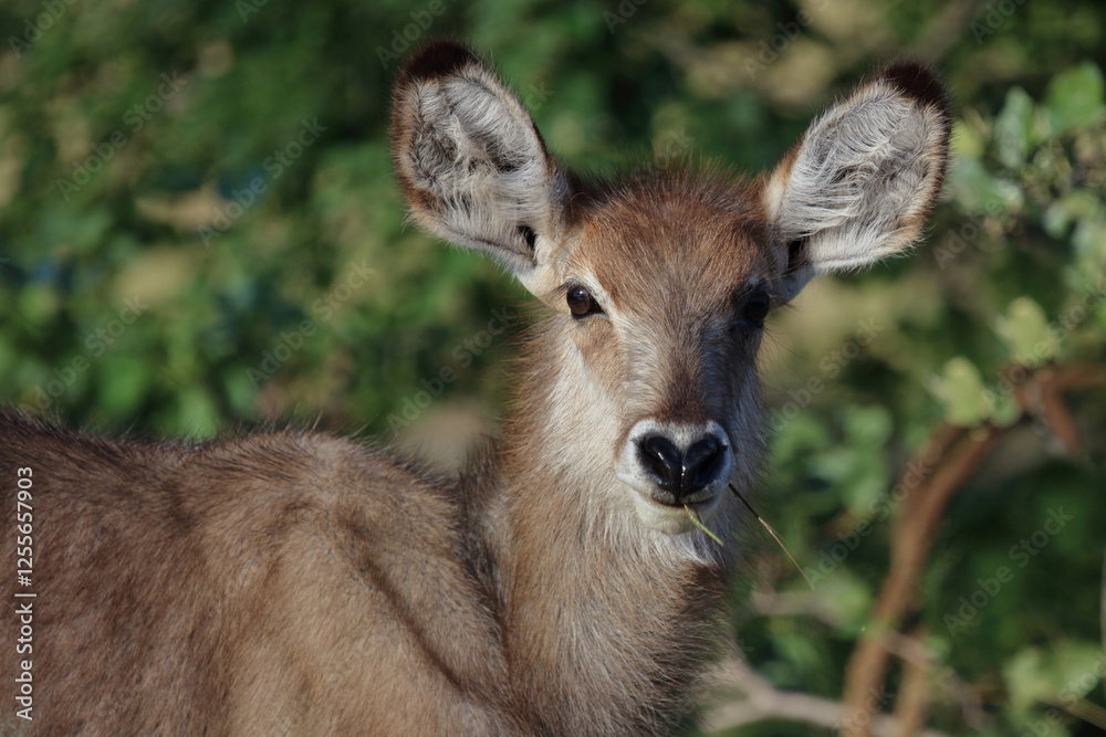 Wasserbock / Waterbuck / Kobus ellipsiprymnus.. Wasserbock / Waterbuck / Kobus ellipsiprymnus..