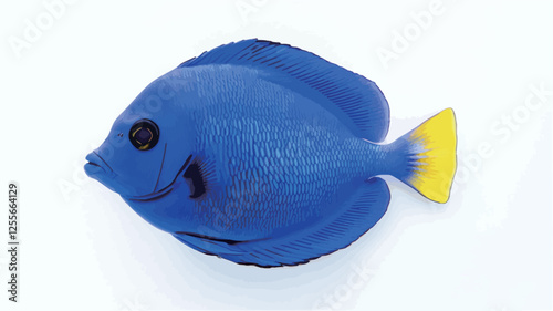 High-angle, close-up studio shot of a single blue angelfish against a pure white background. The fish displays a rich, deep blue coloration across its body, with a striking bright yellow