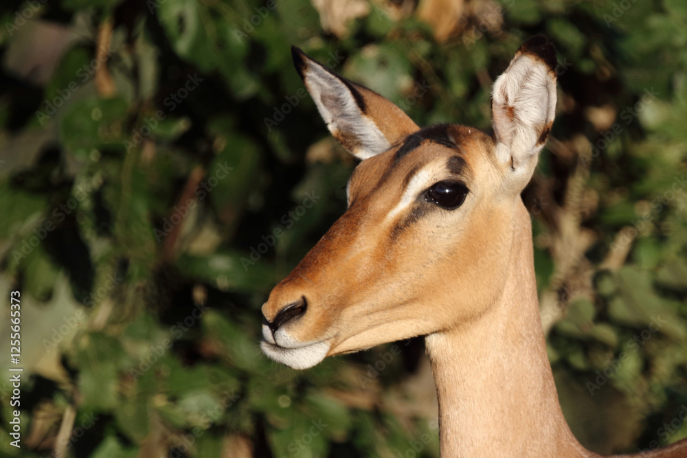 Schwarzfersenantilope / Impala / Aepyceros melampus Schwarzfersenantilope / Impala / Aepyceros melampus