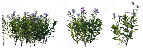 Set of frontal Osteospermum fruticosum (commonly known as the shrubby or trailing African Daisy) isolated png on a transparent background perfectly cutout high resolution