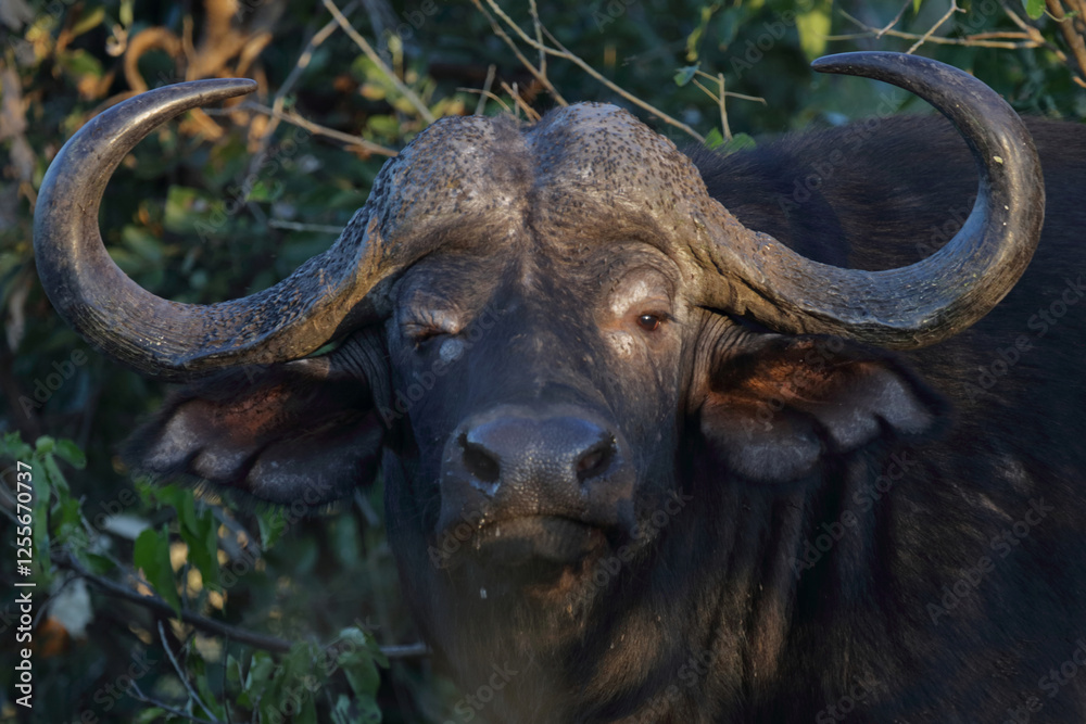 Naklejka premium Kaffernbüffel / African buffalo / Syncerus caffer