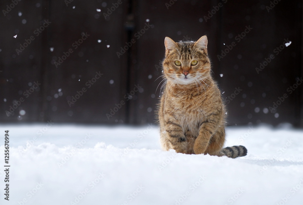 Cute fluffy cat sits under falling snow. Cute Cat Wallpaper Cute fluffy cat sits under falling snow. Cute Cat Wallpaper