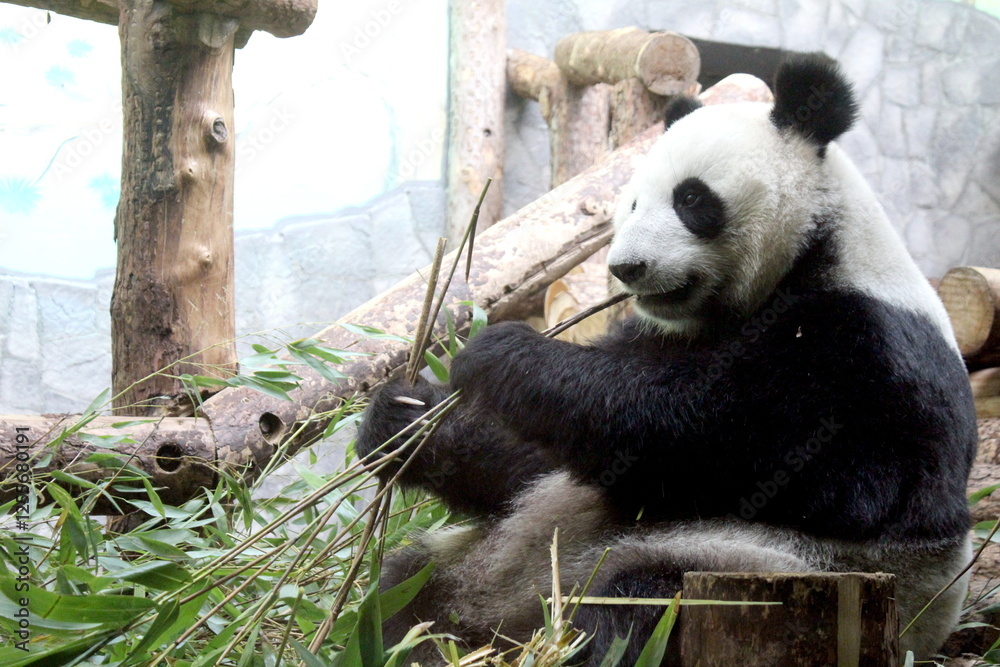 Fototapeta premium Panda bear sits and eats bamboo leaves. 