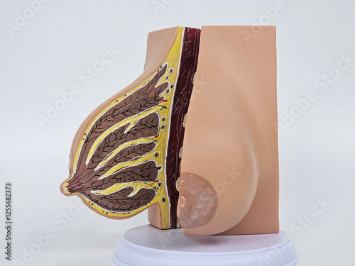Anatomy model of a human breast showcases detailed features, including nipple and areola concept