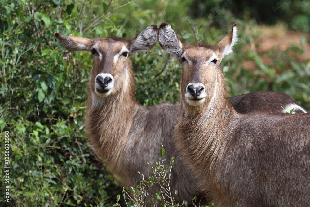 Wasserbock / Waterbuck / Kobus ellipsiprymnus Wasserbock / Waterbuck / Kobus ellipsiprymnus