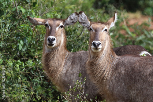 Wasserbock / Waterbuck / Kobus ellipsiprymnus