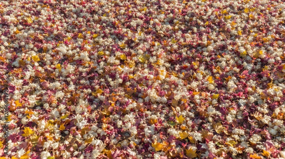 Vibrant Autumn Leaves Scattered on Ground Creating a Colorful Natural Carpet Vibrant Autumn Leaves Scattered on Ground Creating a Colorful Natural Carpet