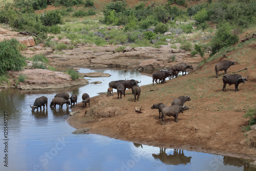 Kaffernbüffel am Mavatsani Wasserloch / African buffalo at Mavatsani waterhole / Syncerus caffer photo