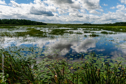 White, puffy cumulus clouds reflected in the still water of a marsh in the Ken Reid Conservation Area in Ontario, Canada. photo