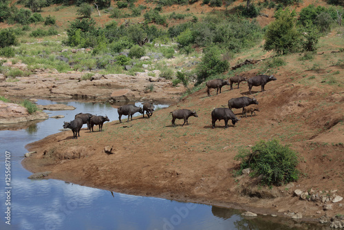 Kaffernbüffel am Mavatsani Wasserloch / African buffalo at Mavatsani waterhole / Syncerus caffer photo