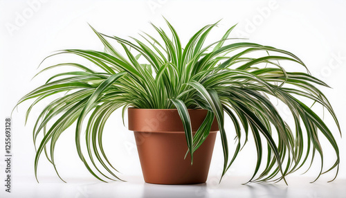 spider plant or chlorophytum bichetii karrer backer in brown pot isolated on white background photo