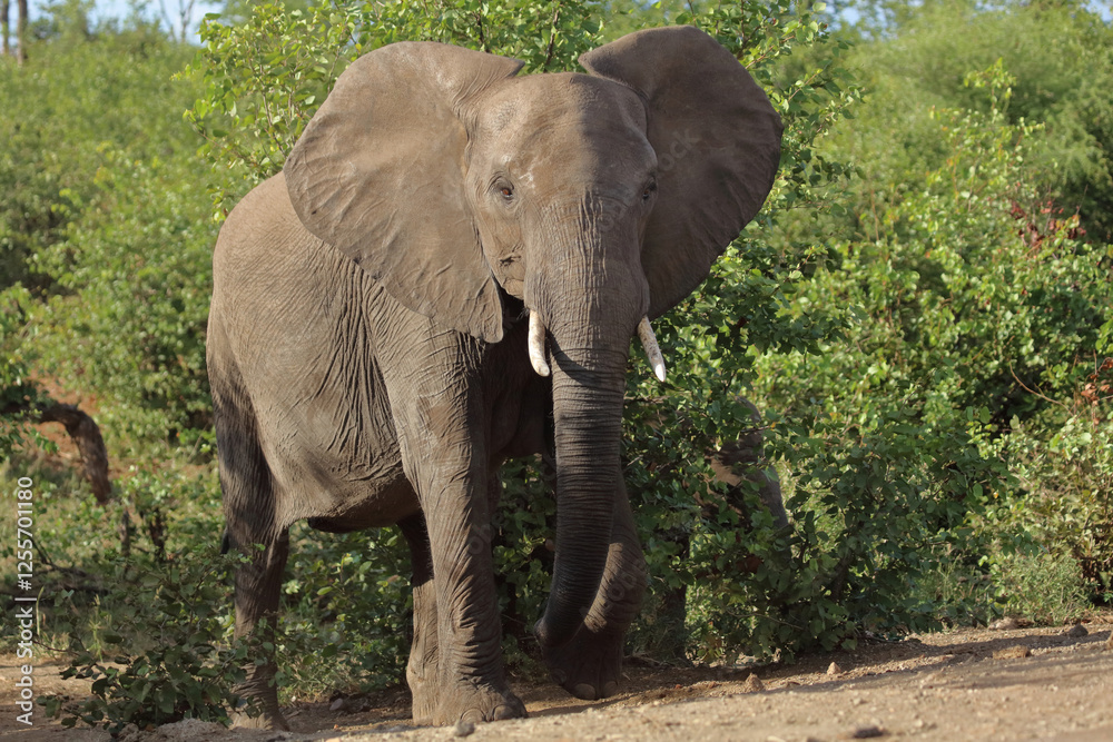 Afrikanischer Elefant / African elephant / Loxodonta africana Afrikanischer Elefant / African elephant / Loxodonta africana