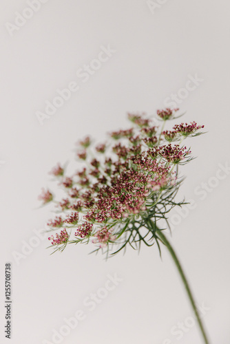 Daucus Carota Dara, wild carrot flower.