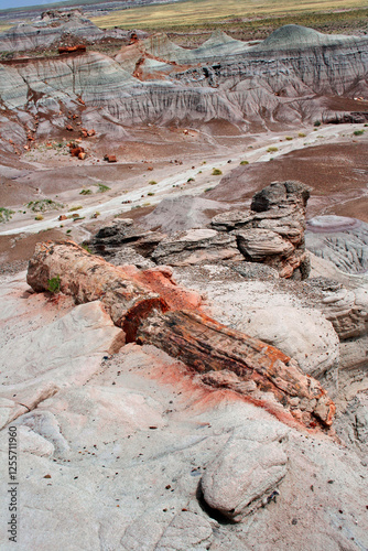 Fossilised wood in the Petrified Forest National park, Arizona	, USA