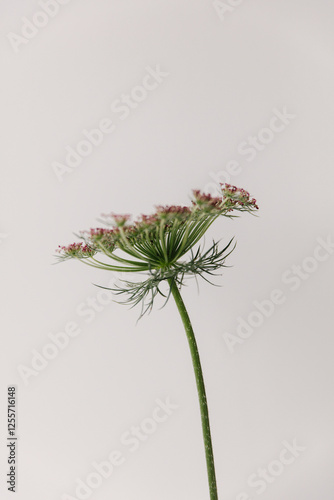 Daucus Carota Dara, wild carrot flower.
