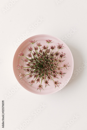 Daucus Carota Dara, wild carrot flower.