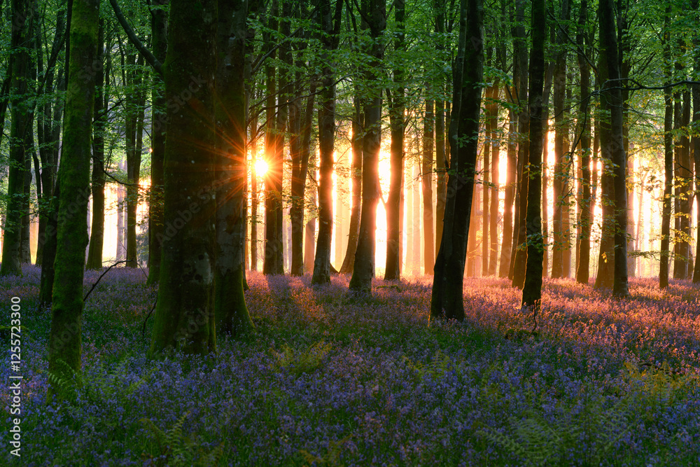 Obraz premium Beautiful sunrise in a magical bluebell forest in Dorset, UK.