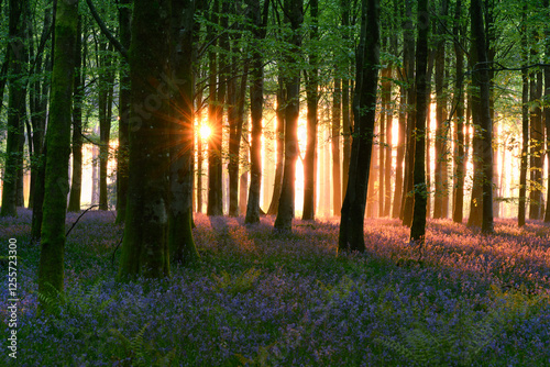 Fototapeta Naklejka Na Ścianę i Meble -  Beautiful sunrise in a magical bluebell forest in Dorset, UK.