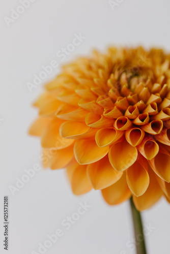 Orange colored dahlia flower close up.