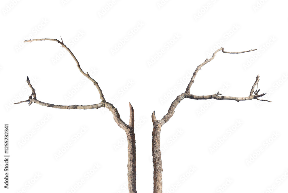 Dead branch or dry tree isolated on white background.
Dead branch or dry tree isolated on white background.