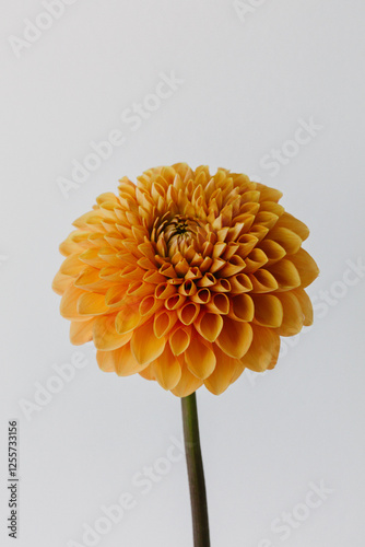 Orange colored dahlia flower close up.