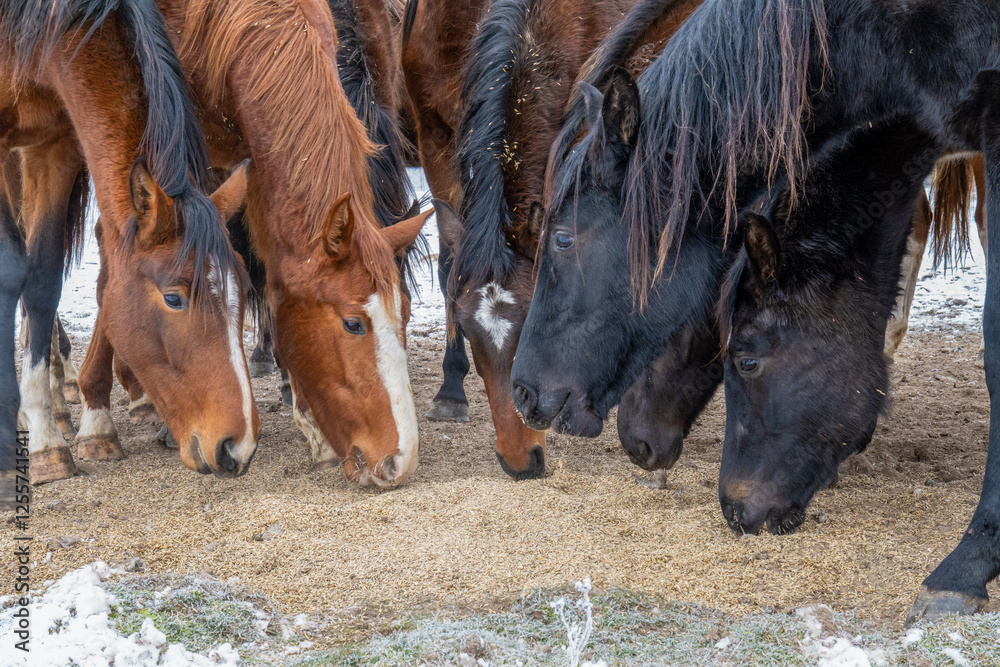 Fototapeta premium Close-Up of Hungry Horses Sharing a Meal in Winter. Herd of Horses Feeding Together.